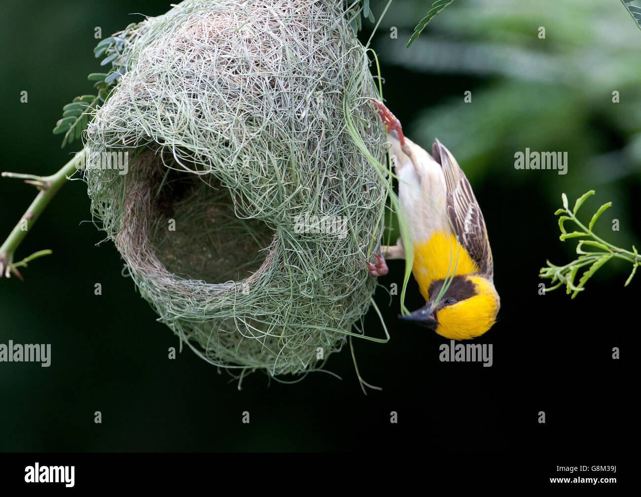 L'immagine di Baya weaver maschio (Ploceus philippinus ) a nido nel Maharashtra, India Foto Stock