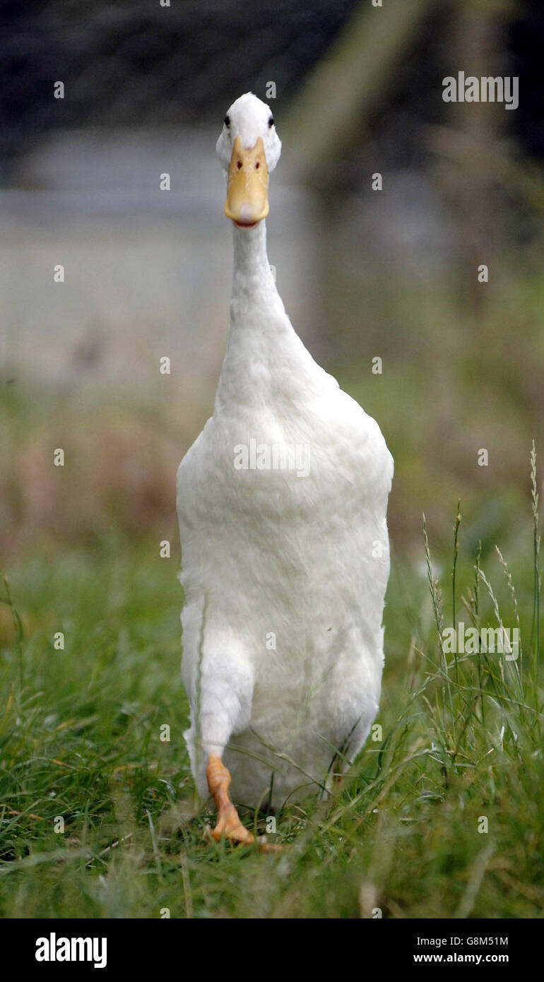 Un anatra indiano al fowl nazionale Trust & Honeybourne razze rare a Honeybourne, vicino Evesham, mercoledì 24 agosto 2005. Anatre sulla tenuta Balmoral della regina stanno sparando i terrori di sicurezza impostando gli allarmi dell'intruso, è stato segnalato oggi. Le sette anatre dei corridori indiani, che sono state acquistate dal Principe di Galles per la sua casa di vacanza a Birkhall in Royal Deeside, stanno innescando gli allarmi mentre girovagano intorno ai terreni. Vedi la storia della PA ROYAL Ducks. PREMERE ASSOCIAZIONE foto. Il credito fotografico dovrebbe essere: Barry Batchelor/PA. Foto Stock