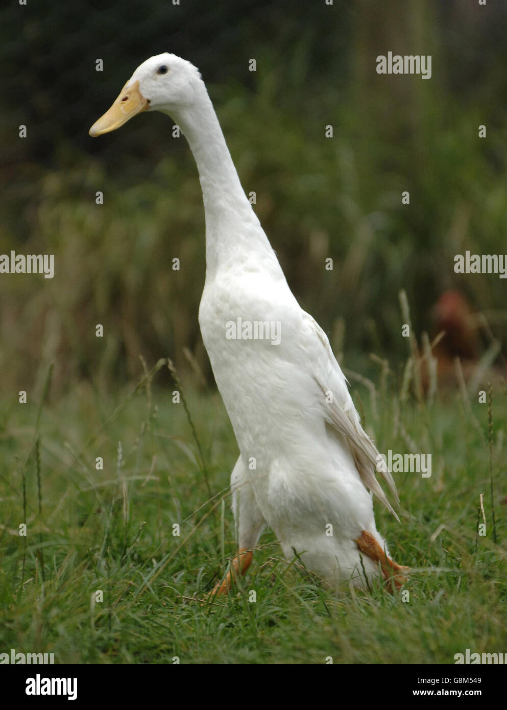 Un anatra indiano al fowl nazionale Trust & Honeybourne razze rare a Honeybourne, vicino Evesham, mercoledì 24 agosto 2005. Anatre sulla tenuta Balmoral della regina stanno sparando i terrori di sicurezza impostando gli allarmi dell'intruso, è stato segnalato oggi. Le sette anatre dei corridori indiani, che sono state acquistate dal Principe di Galles per la sua casa di vacanza a Birkhall in Royal Deeside, stanno innescando gli allarmi mentre girovagano intorno ai terreni. Vedi la storia della PA ROYAL Ducks. PREMERE ASSOCIAZIONE foto. Il credito fotografico dovrebbe essere: Barry Batchelor/PA. Foto Stock