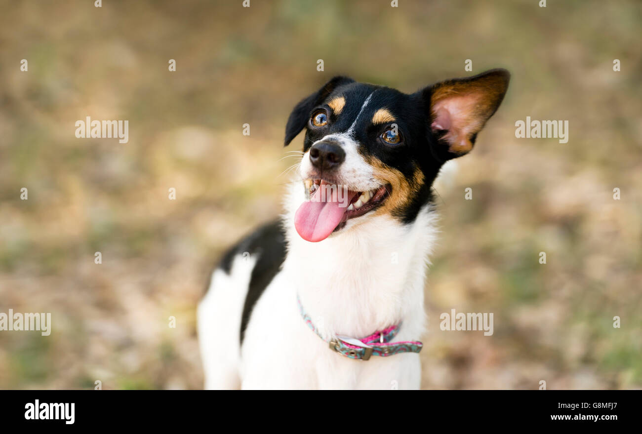 Happy dog è un divertente sciocco sorridente cucciolo di cane molto felice di essere all'esterno. Foto Stock