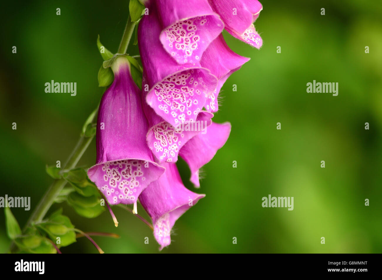 Foxglove viola, comune Foxglove, Digitalis purpurea, close-up di fiori Foto Stock