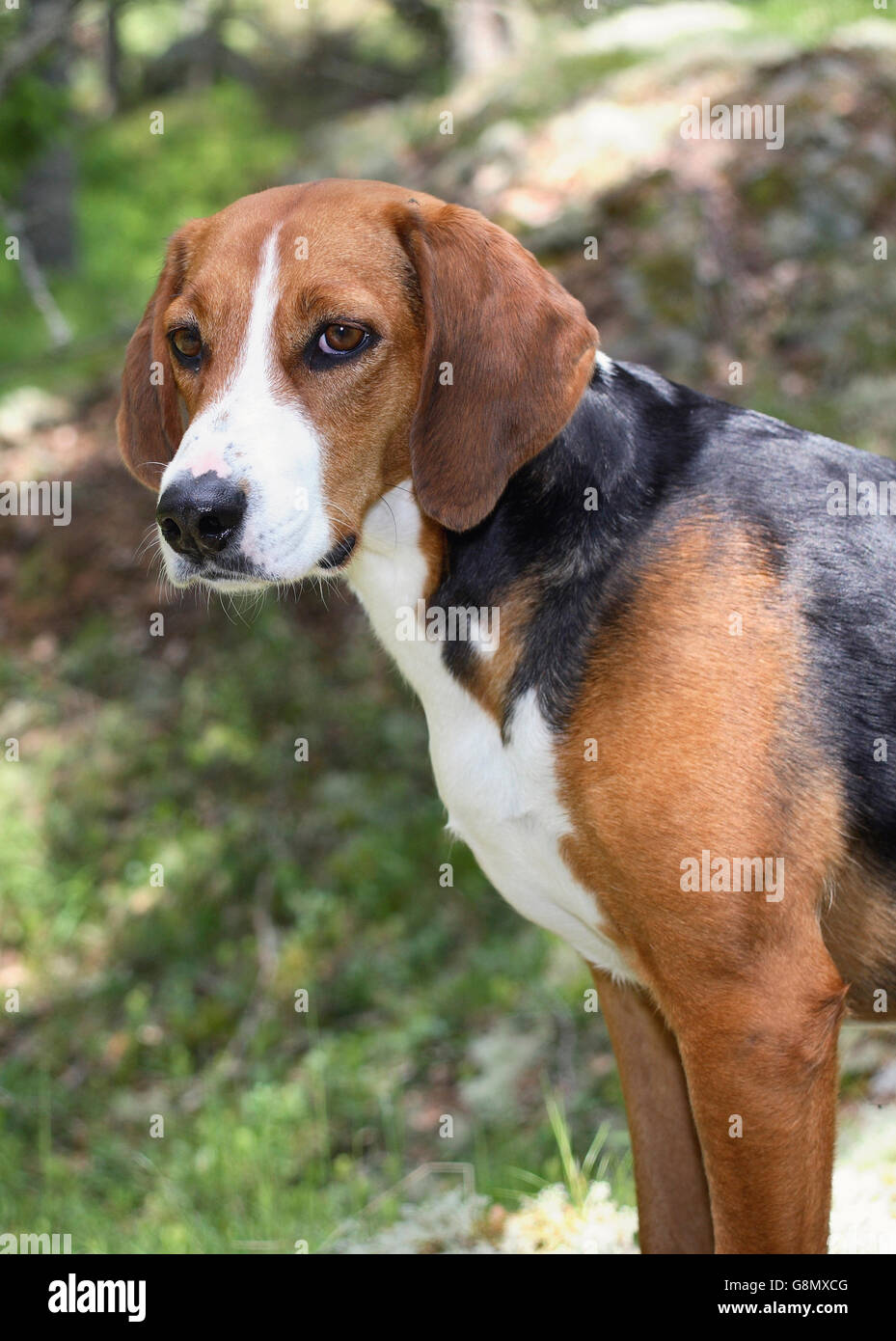 Hamilton hound Foto Stock