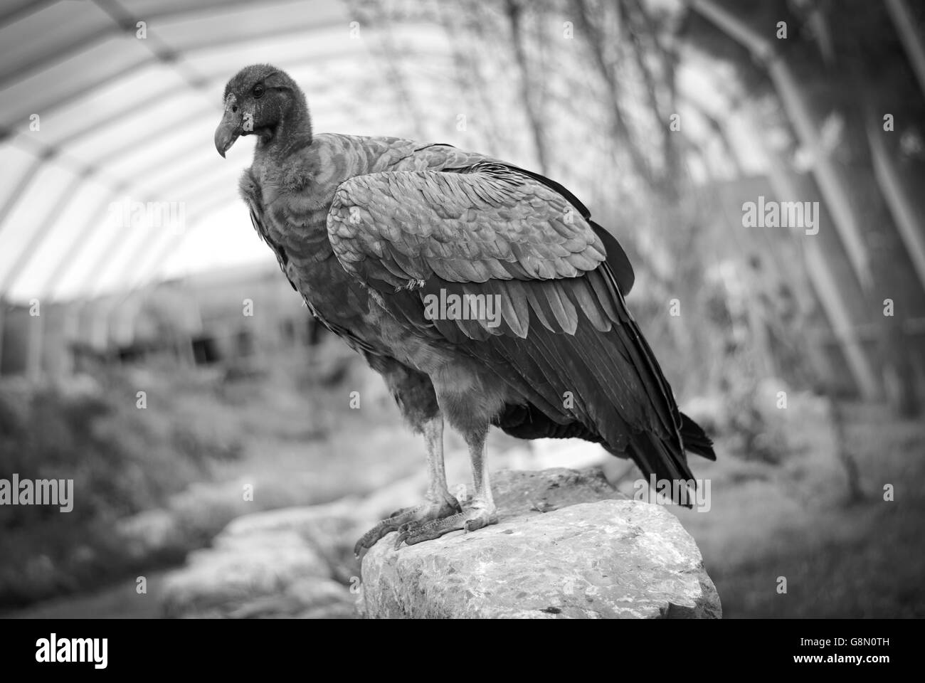 Condor andino in piedi su una roccia in bianco e nero Foto Stock