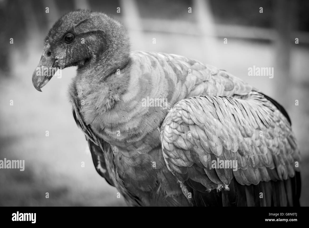 Chiusura del condor andino in bianco e nero Foto Stock
