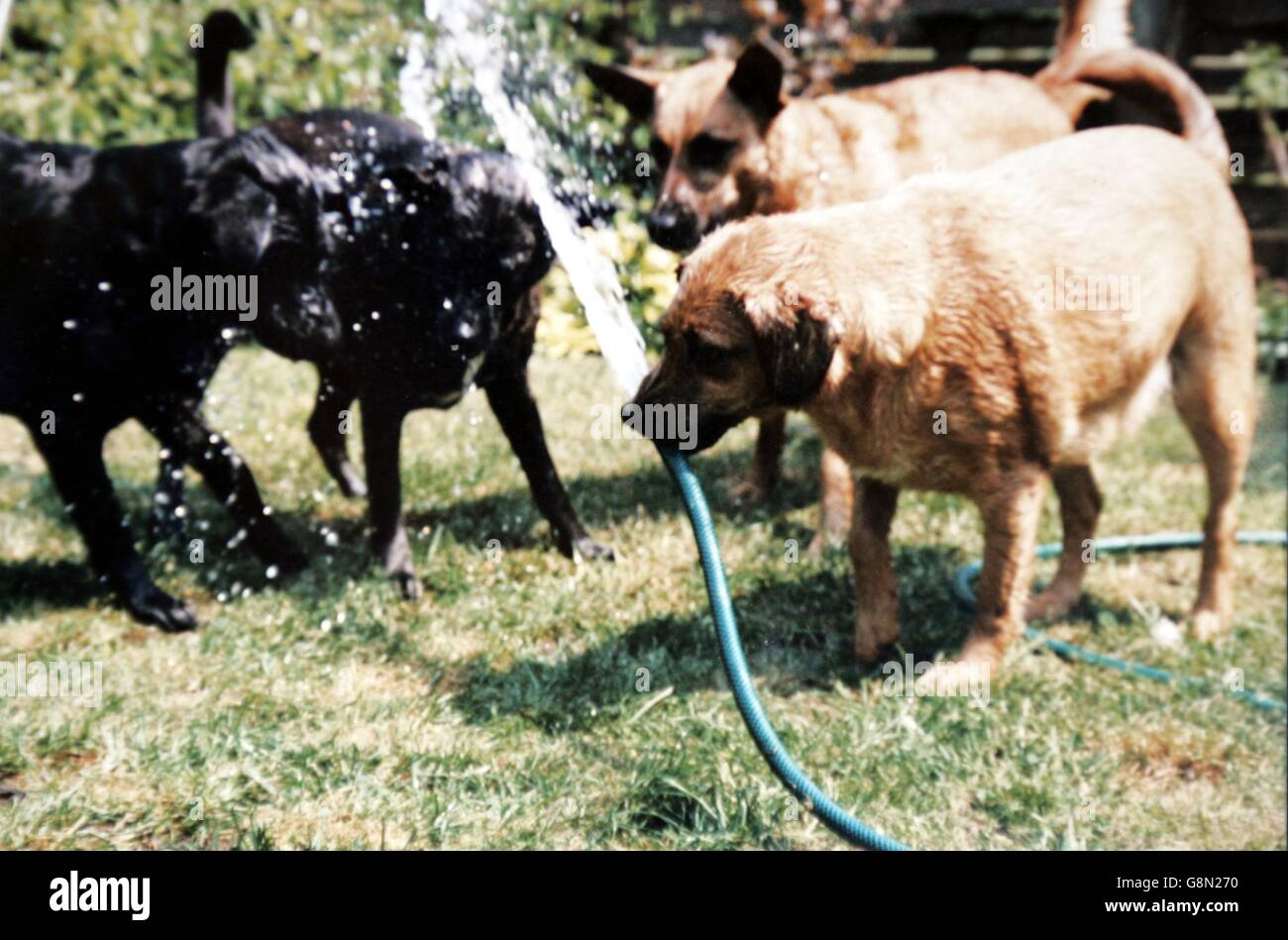 Mancanza cane "Natascia' Foto Stock