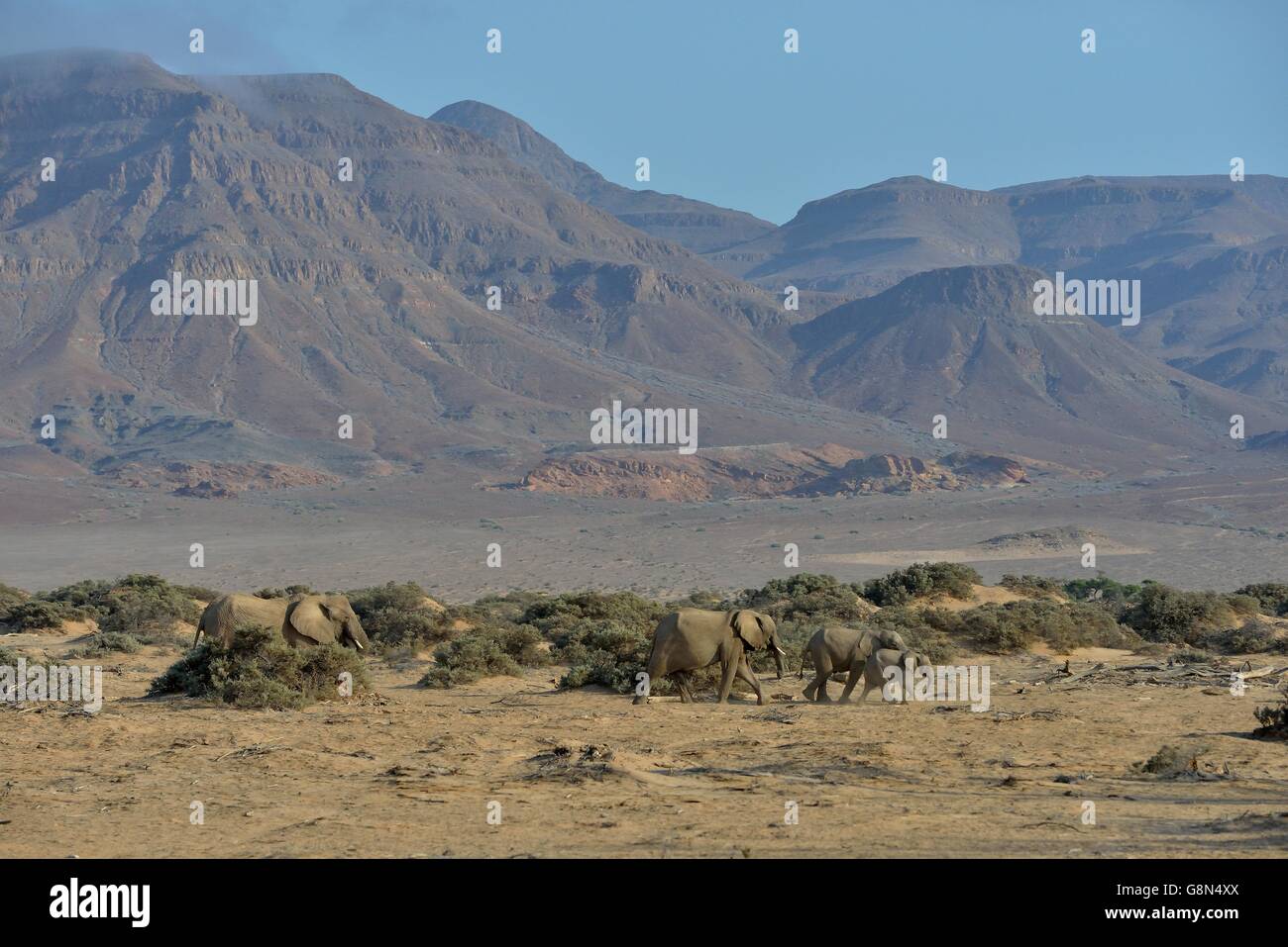 Gli elefanti del deserto o l'elefante africano (Loxodonta africana), a secco alveo del Huab, Damaraland, Namibia Foto Stock