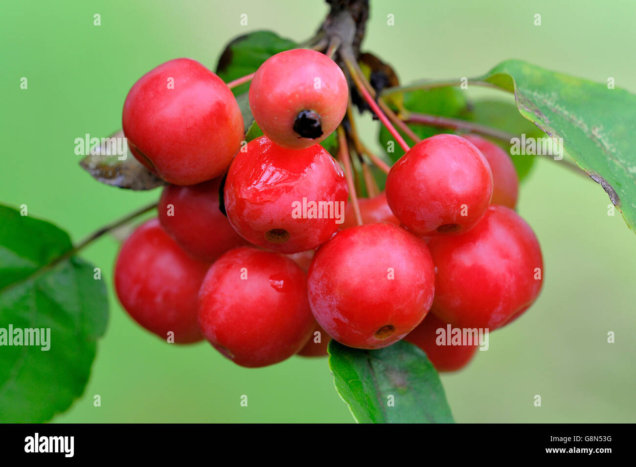 Crabapples (Malus sp.), Rosso Sentinella, frutti rossi, piante ornamentali, Nord Reno-Westfalia, Germania Foto Stock