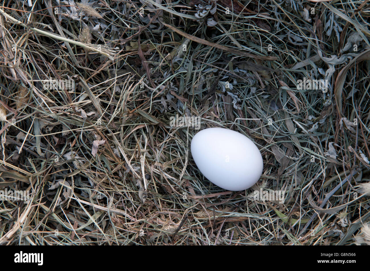 Uovo di pollo nel nido Foto Stock