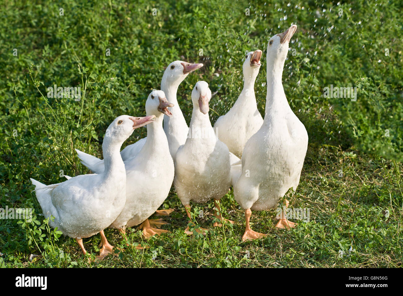 Gruppo di anatre domestiche giocando con acqua Foto Stock
