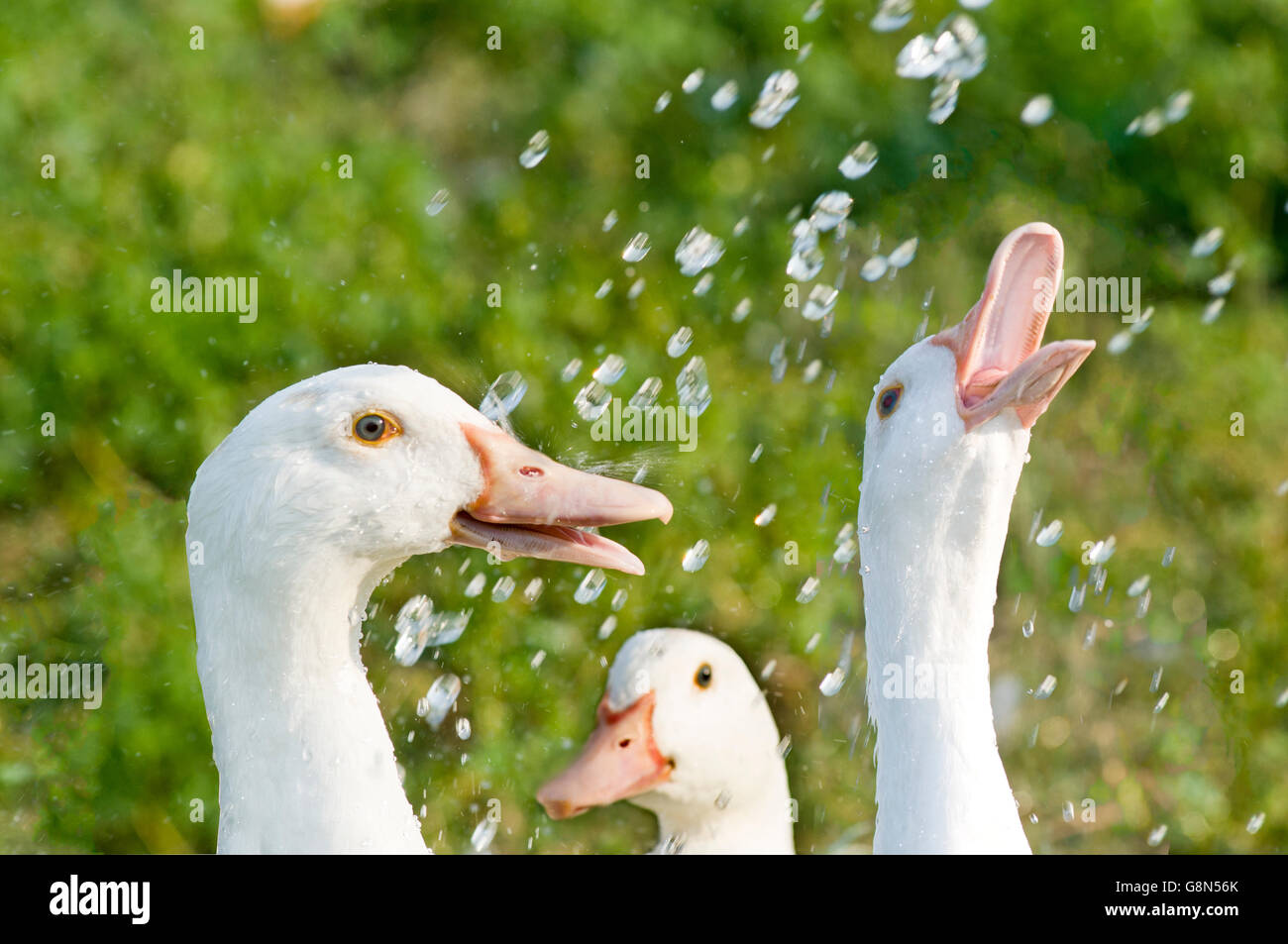 Tre le anatre domestiche giocando con acqua Foto Stock