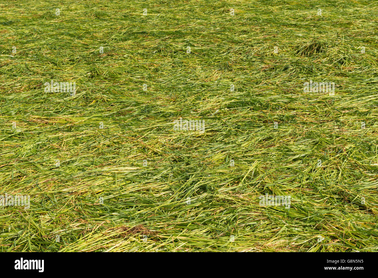 Appena falciata foraggi prati, prati con erba scythed per essiccazione, Hesse, Germania Foto Stock