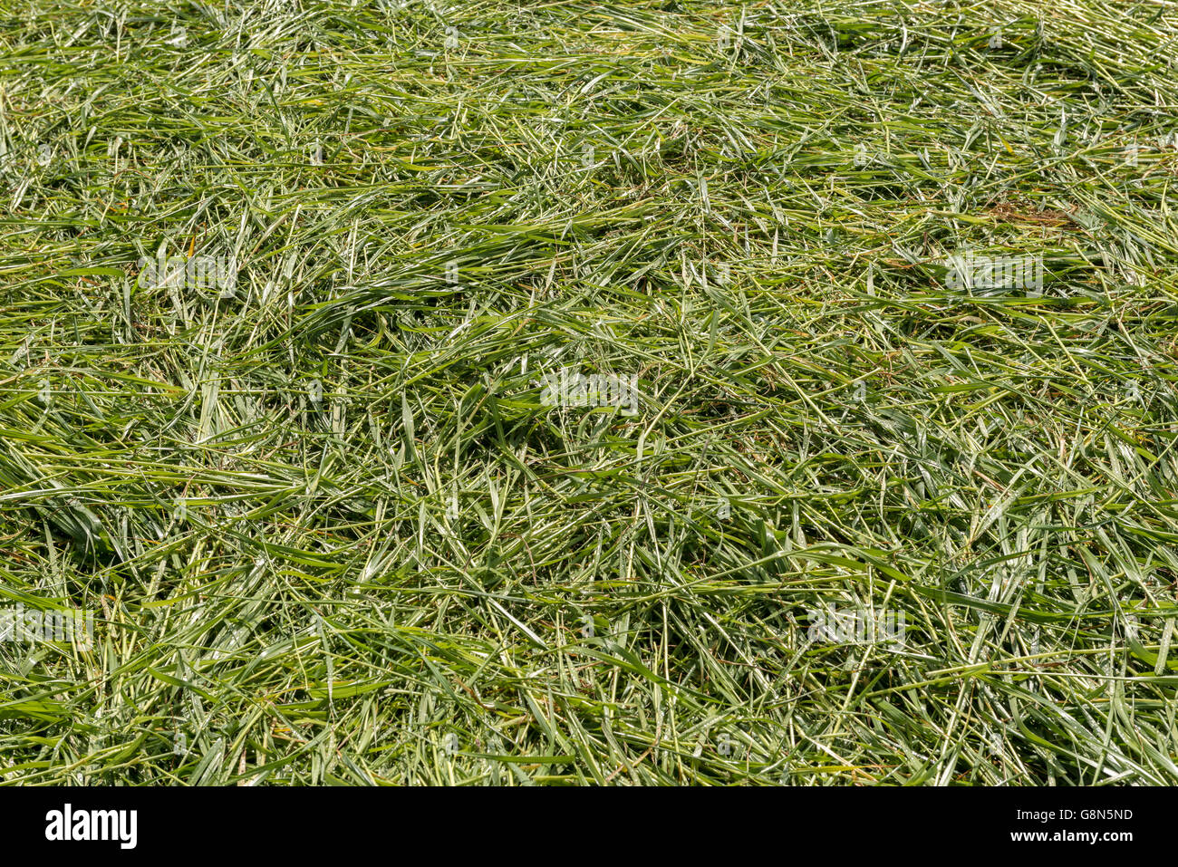 Appena falciata foraggi prati, prati con erba scythed per essiccazione, Hesse, Germania Foto Stock
