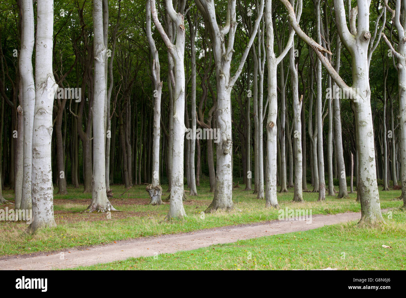 Percorso attraverso il Gespensterwald, fantasma della foresta, Nienhager Holz, Mar Baltico località di Nienhagen Foto Stock