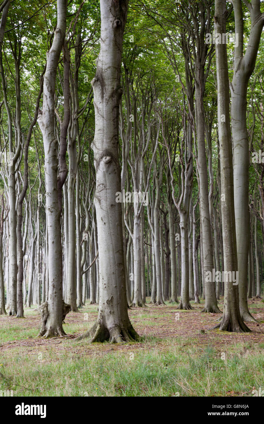 Gespensterwald, fantasma della foresta, Nienhager Holz, Mar Baltico località di Nienhagen, Meclemburgo-Pomerania Occidentale Foto Stock