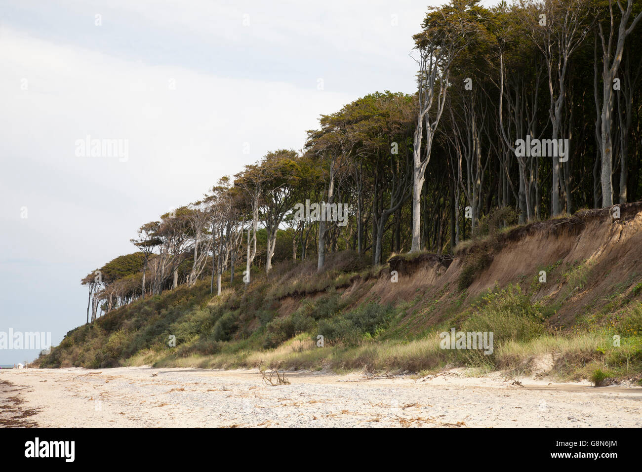 Gespensterwald, fantasmi di foresta, al di sopra delle Rupi costiere, Nienhager Holz, Mar Baltico località di Nienhagen Foto Stock