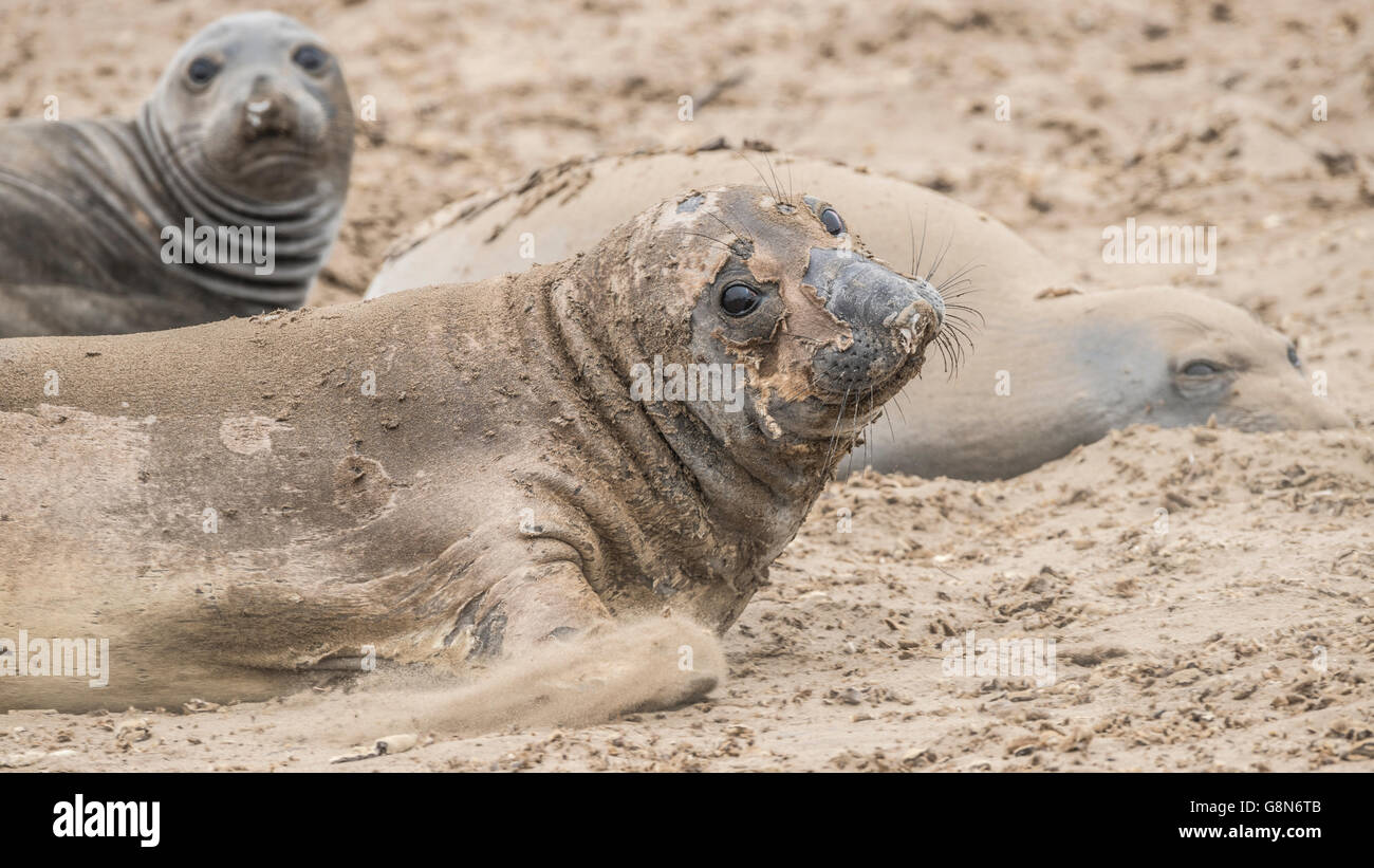 Northern guarnizione di elefante (Mirounga angustirostris) Foto Stock