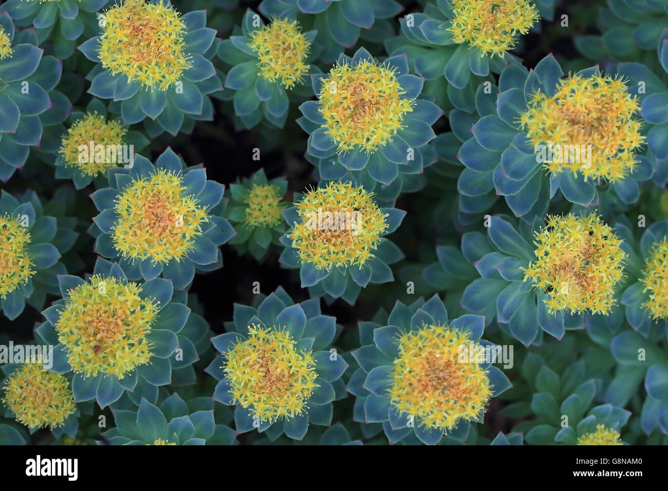 Roseroot (Rhodiola rosea) Foto Stock