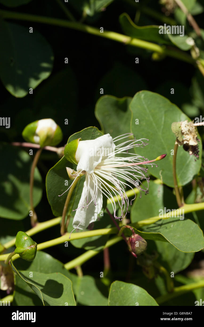 Capparis spinosa Foto Stock