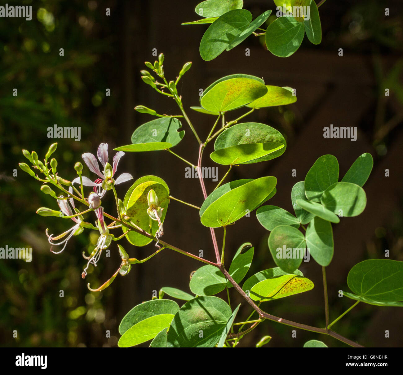 Bauhinia yunnanensis Foto Stock