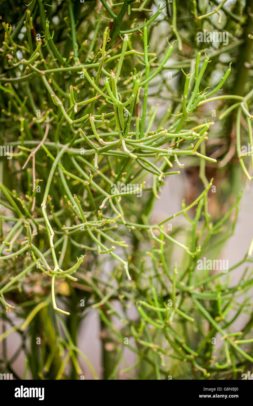 Euphorbia tirucalli Foto Stock