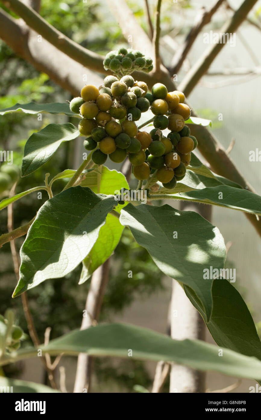 Solanum giganteum Foto Stock