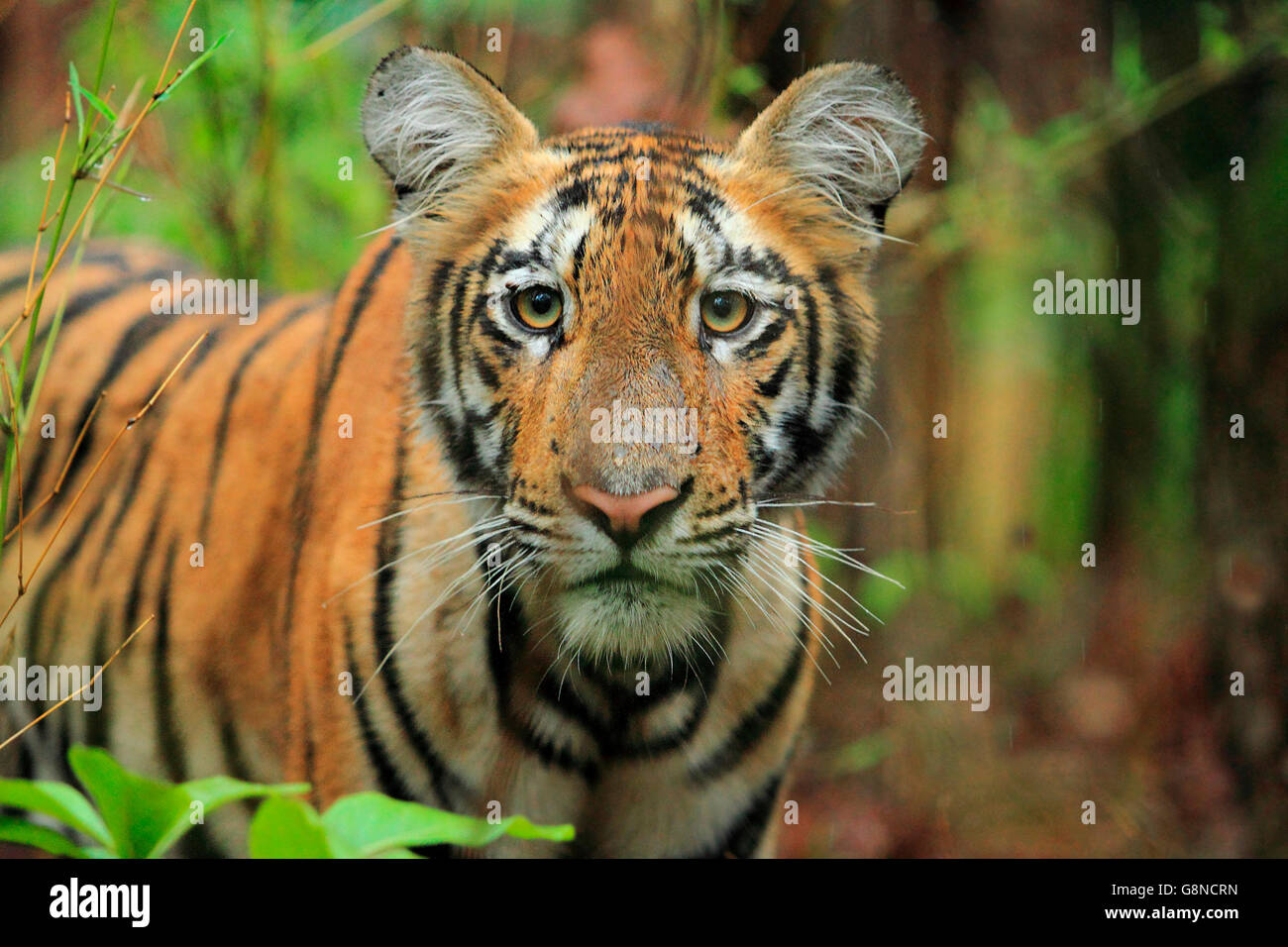 Un Royal tigre del Bengala Cub sotto la pioggia Foto Stock