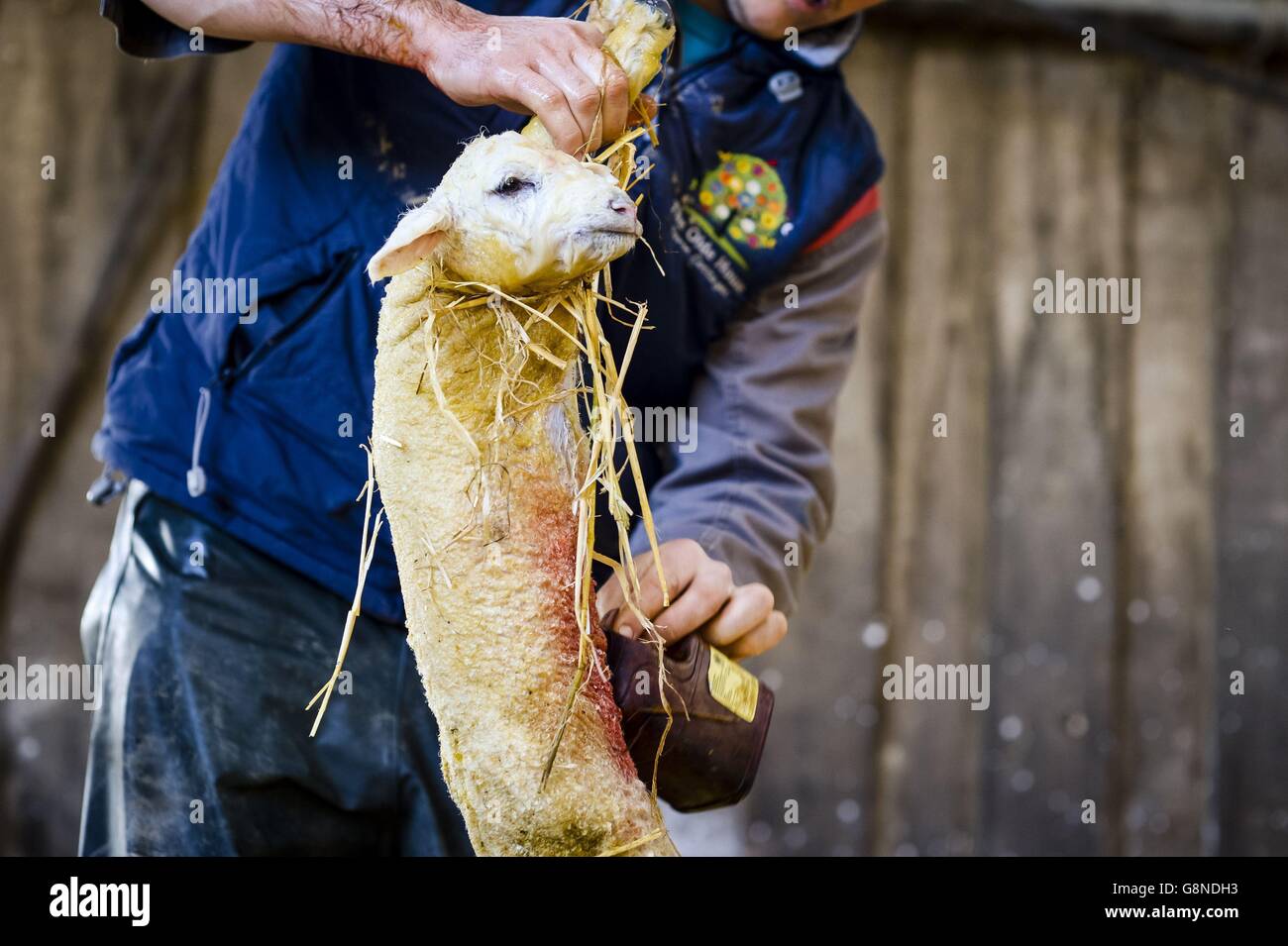 Un agnello primaverile neonato viene trattato con iodio per prevenire un ombelico infetto alla Casa Olde in Chapel amble, Cornovaglia durante la stagione degli agnelli. Foto Stock