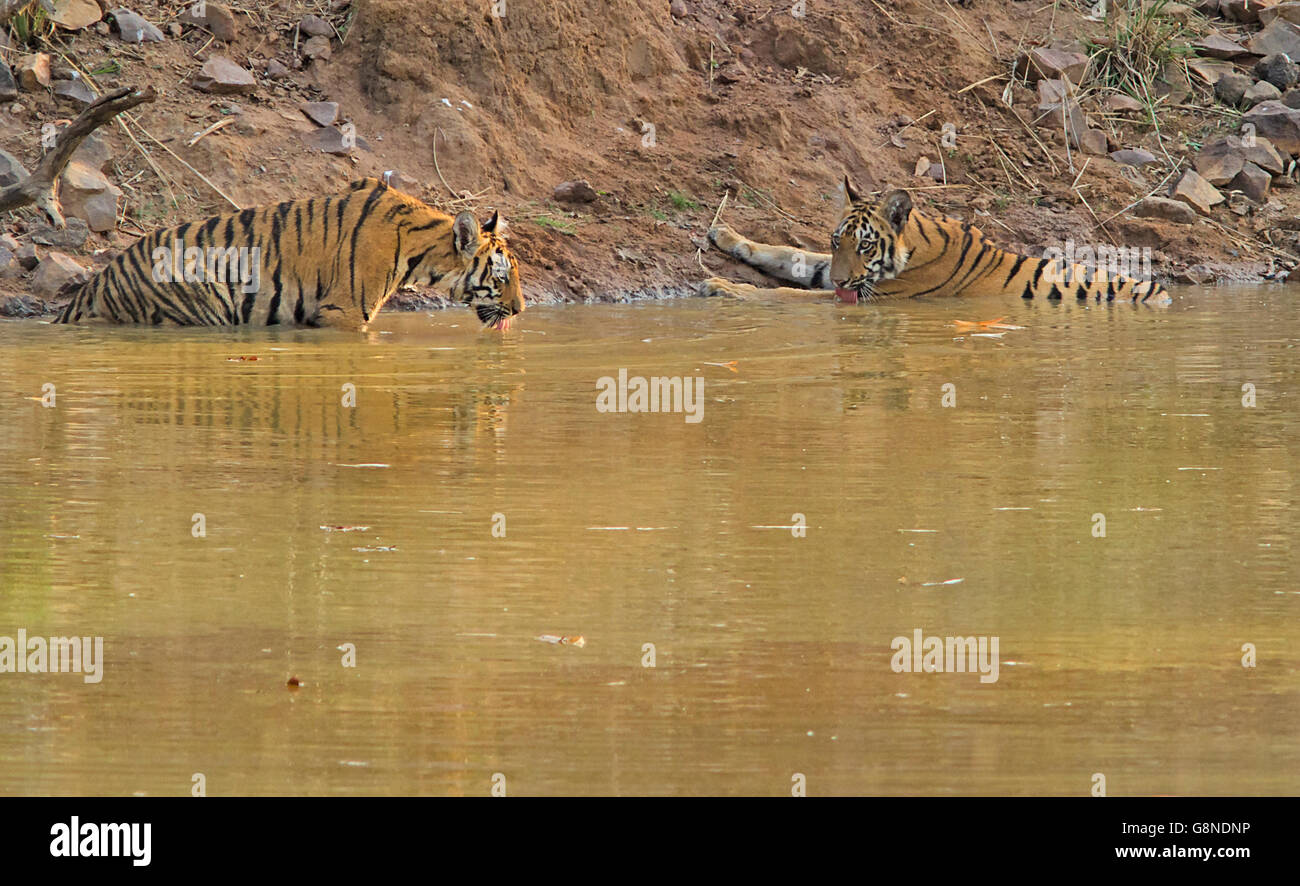 Due cuccioli di tigre a waterbody a Tadoba National Park in India Foto Stock