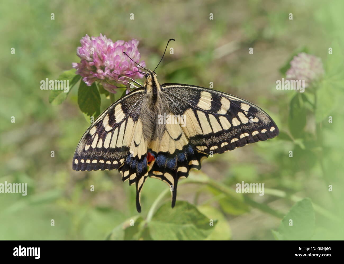 Machaon farfalla sul fiore selvatico Foto Stock