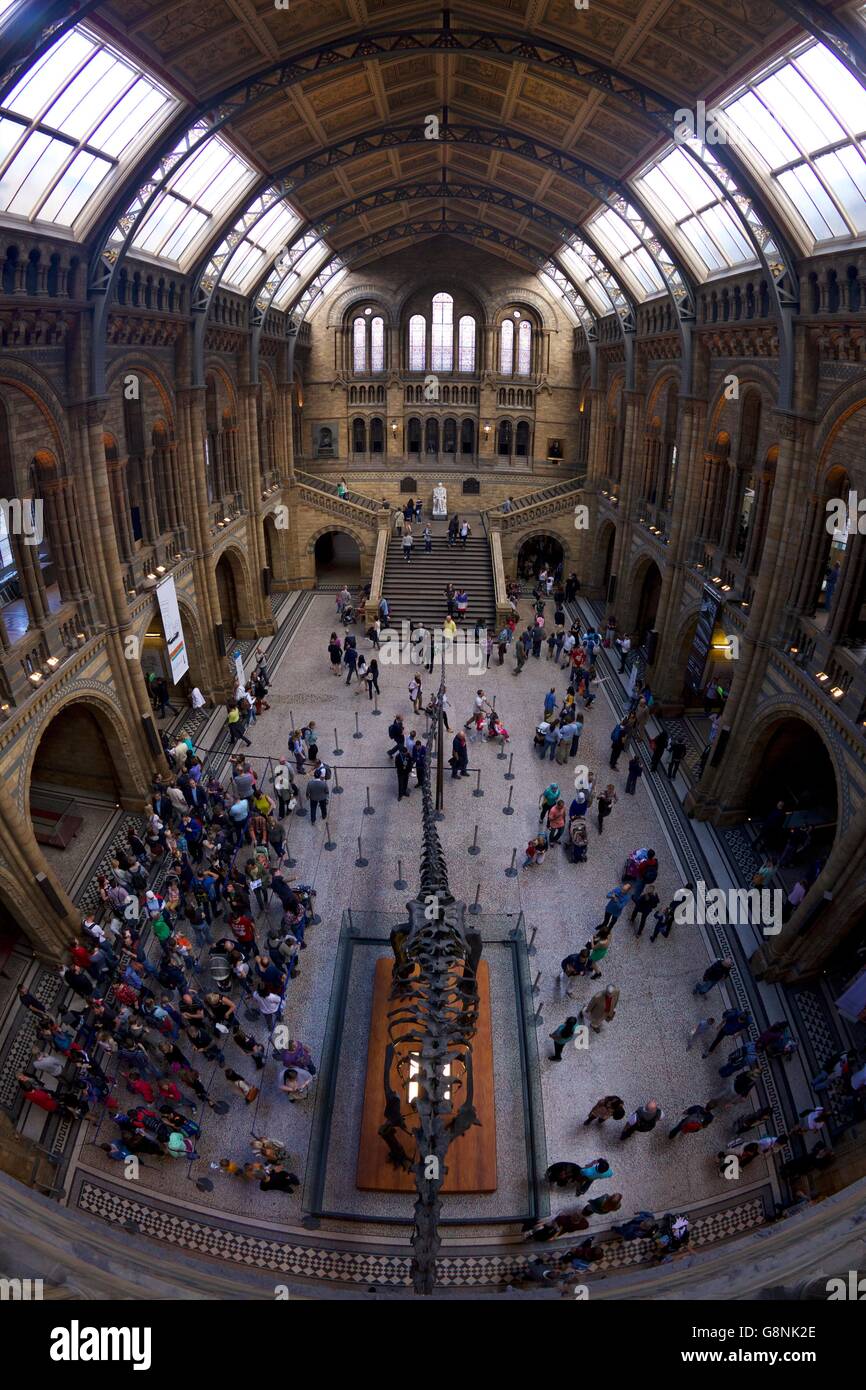 Sala centrale, museo di storia naturale di South Kensington, Londra, Inghilterra, Regno Unito, Foto Stock