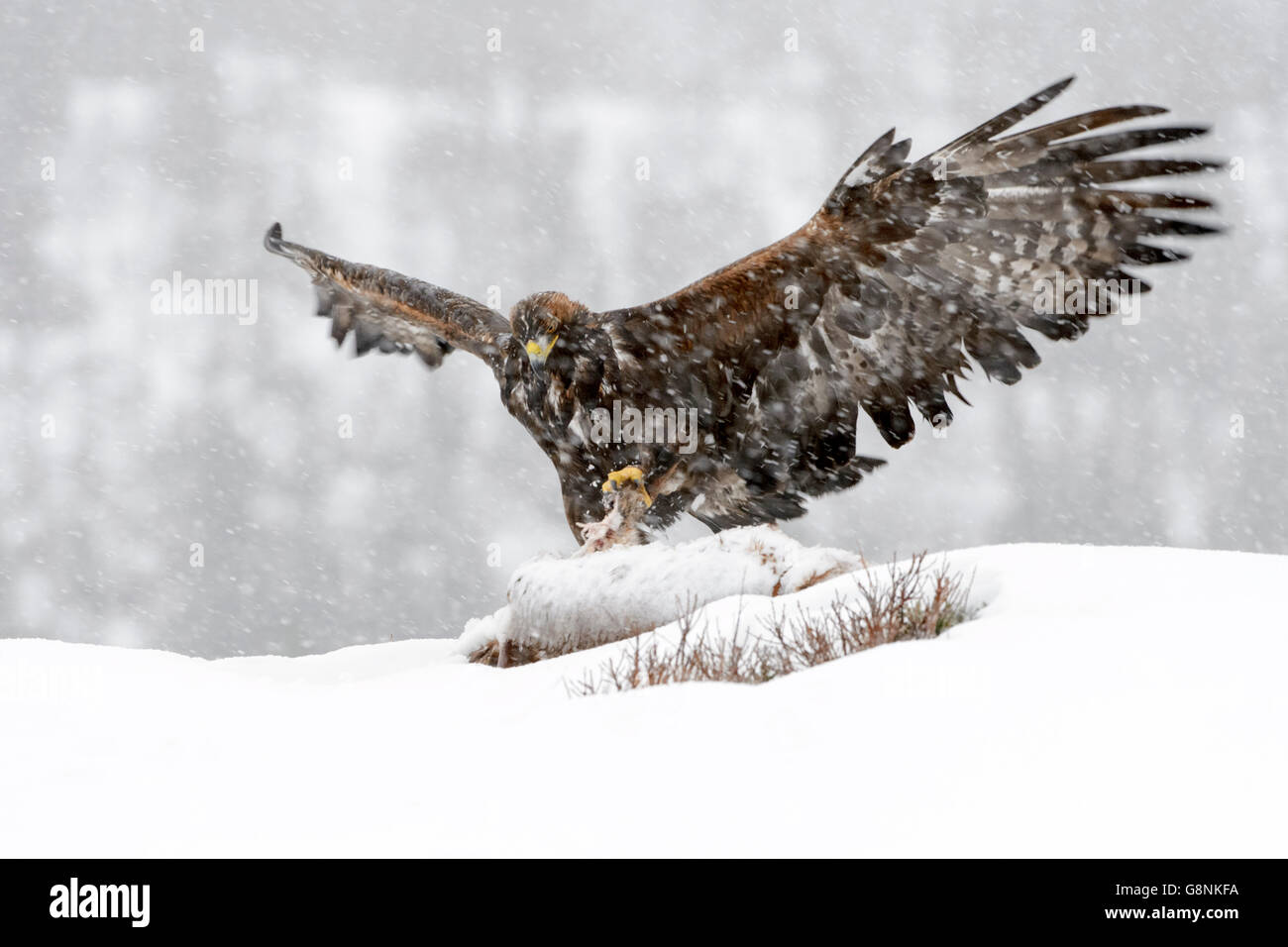 Aquila reale (Aquila chrysaetos) adulto, alimentazione durante la bufera di neve,, evacuazione a carcassa nella neve, proteggendolo con ali, Lauvs Foto Stock