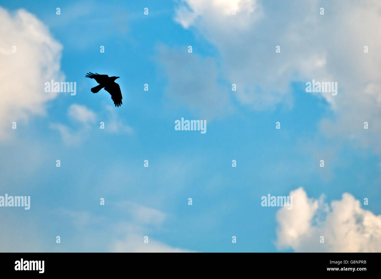Crow volare alto nel cielo Foto Stock