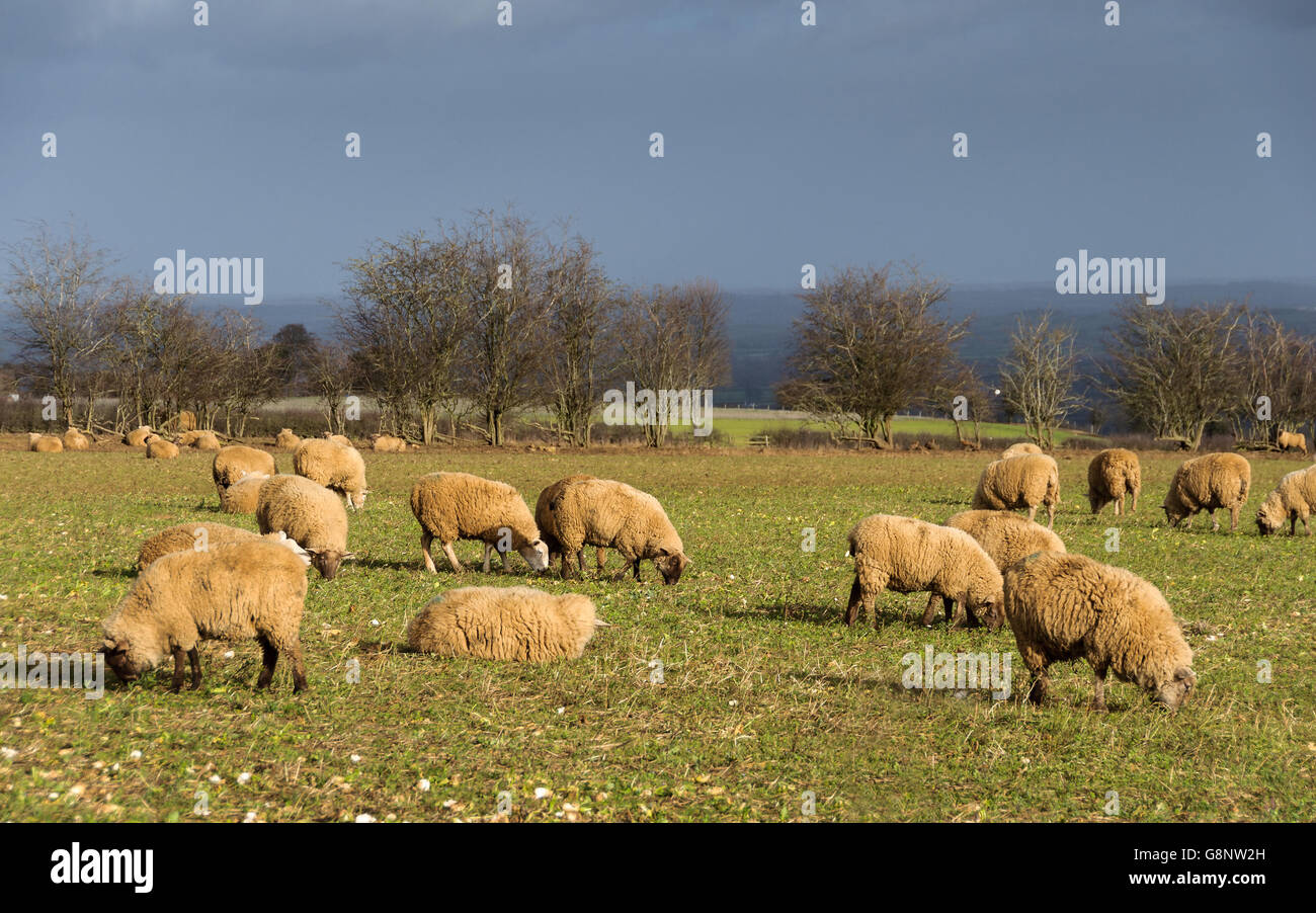 Pecore in un campo in inverno in Cotswolds, England, Regno Unito Foto Stock