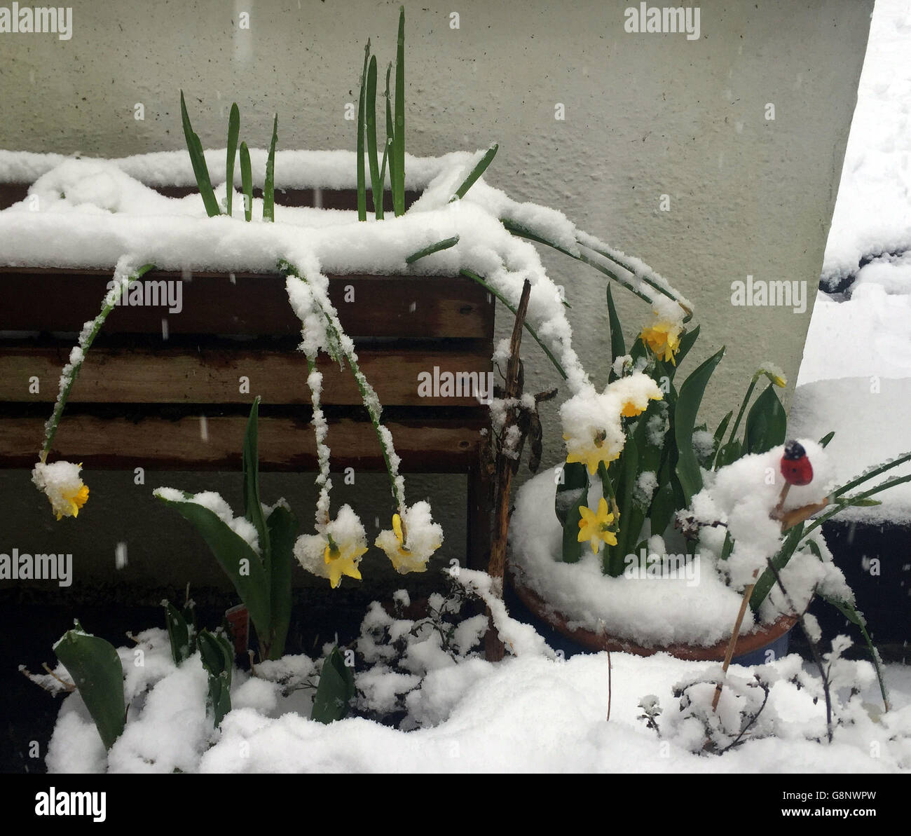 Primavera Meteo Mar 4° 2016 Foto Stock