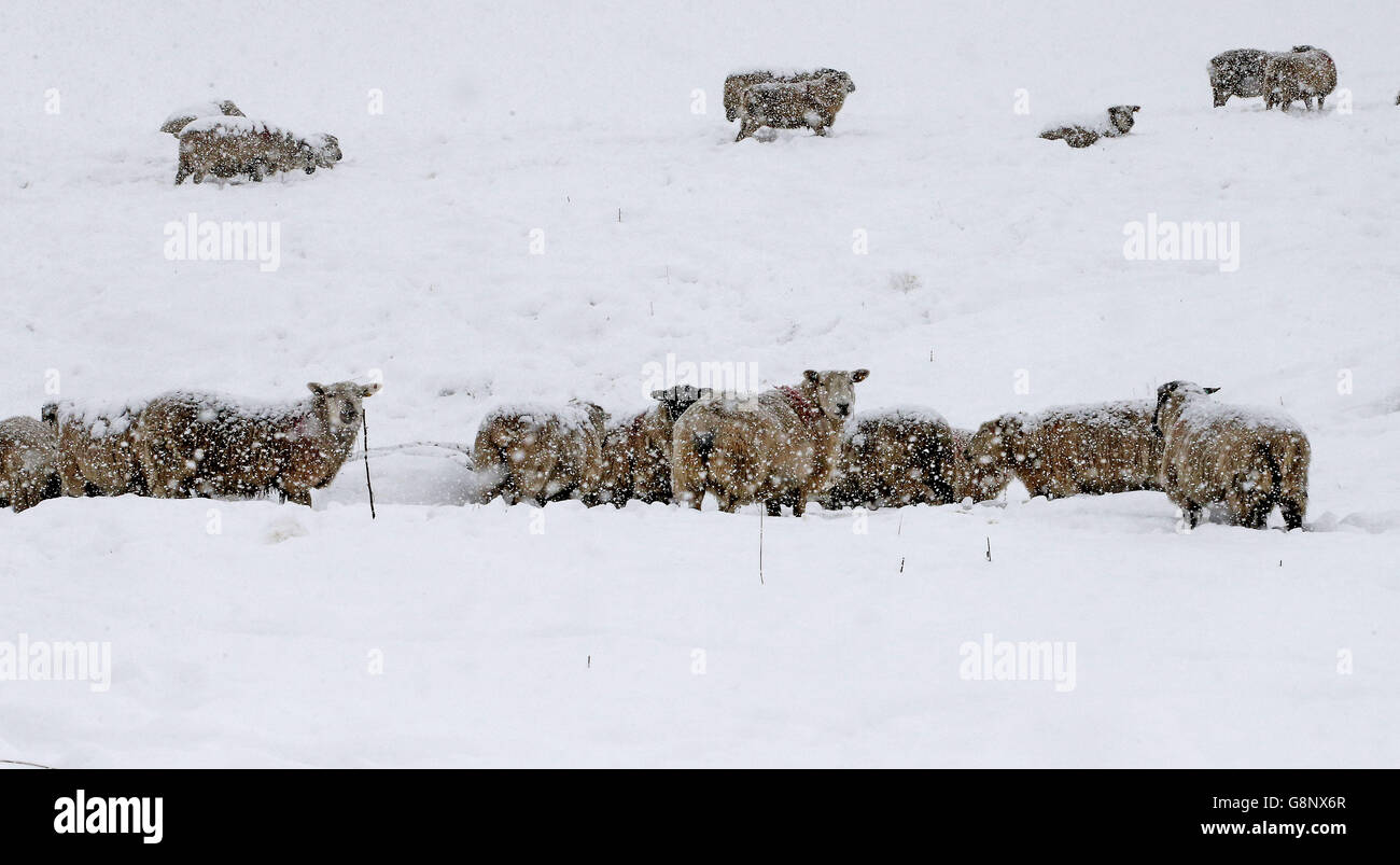 Pecore nella neve pesante a Denshaw, Saddleworth vicino Oldham, come parti del Regno Unito si svegliarono fino a quasi quattro pollici di neve il Venerdì mattina come marzo continua a sentirsi più come l'inverno che la primavera. Foto Stock