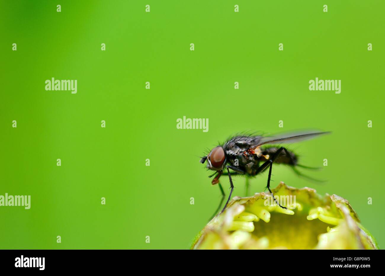 Nero vola su foglie di piante naturali con sfondo verde e copia dello spazio sul lato sinistro. Foto Stock