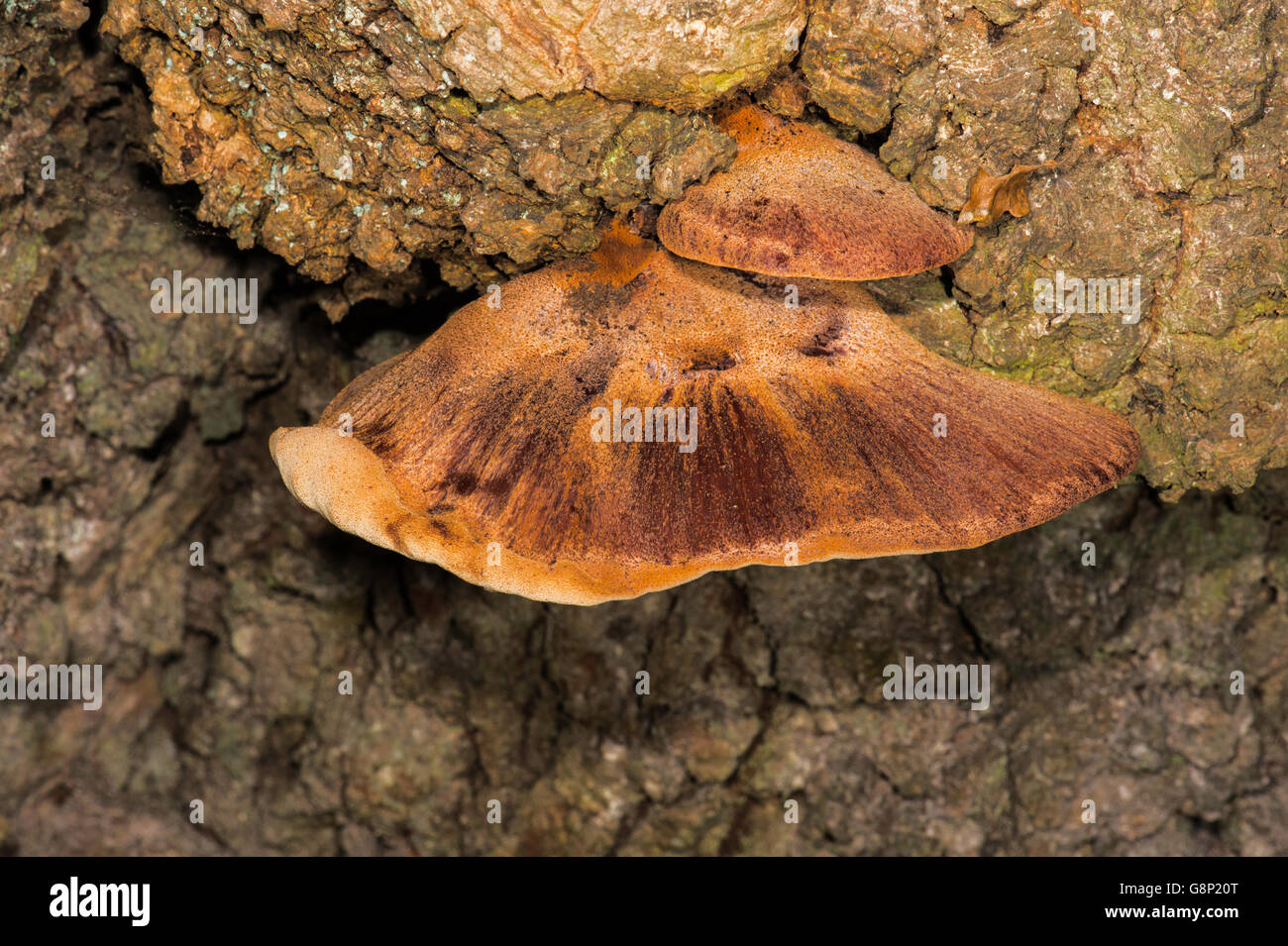 I funghi che crescono su vecchio albero. Foto Stock