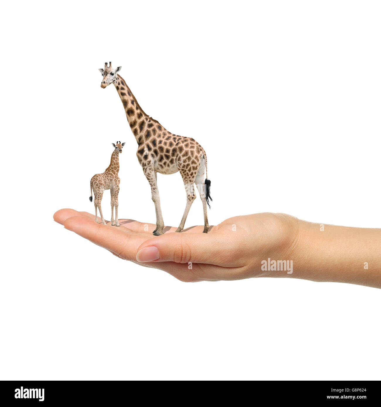 La giraffa a portata di mano con sfondo bianco Foto Stock