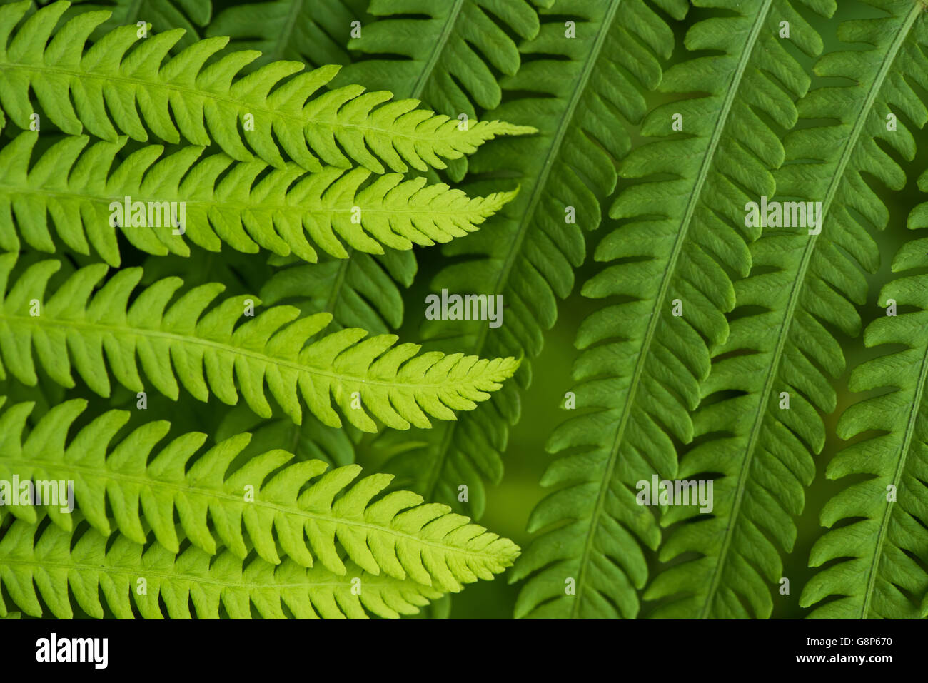 Foglia di felce nella foresta - verde sullo sfondo della natura Foto Stock