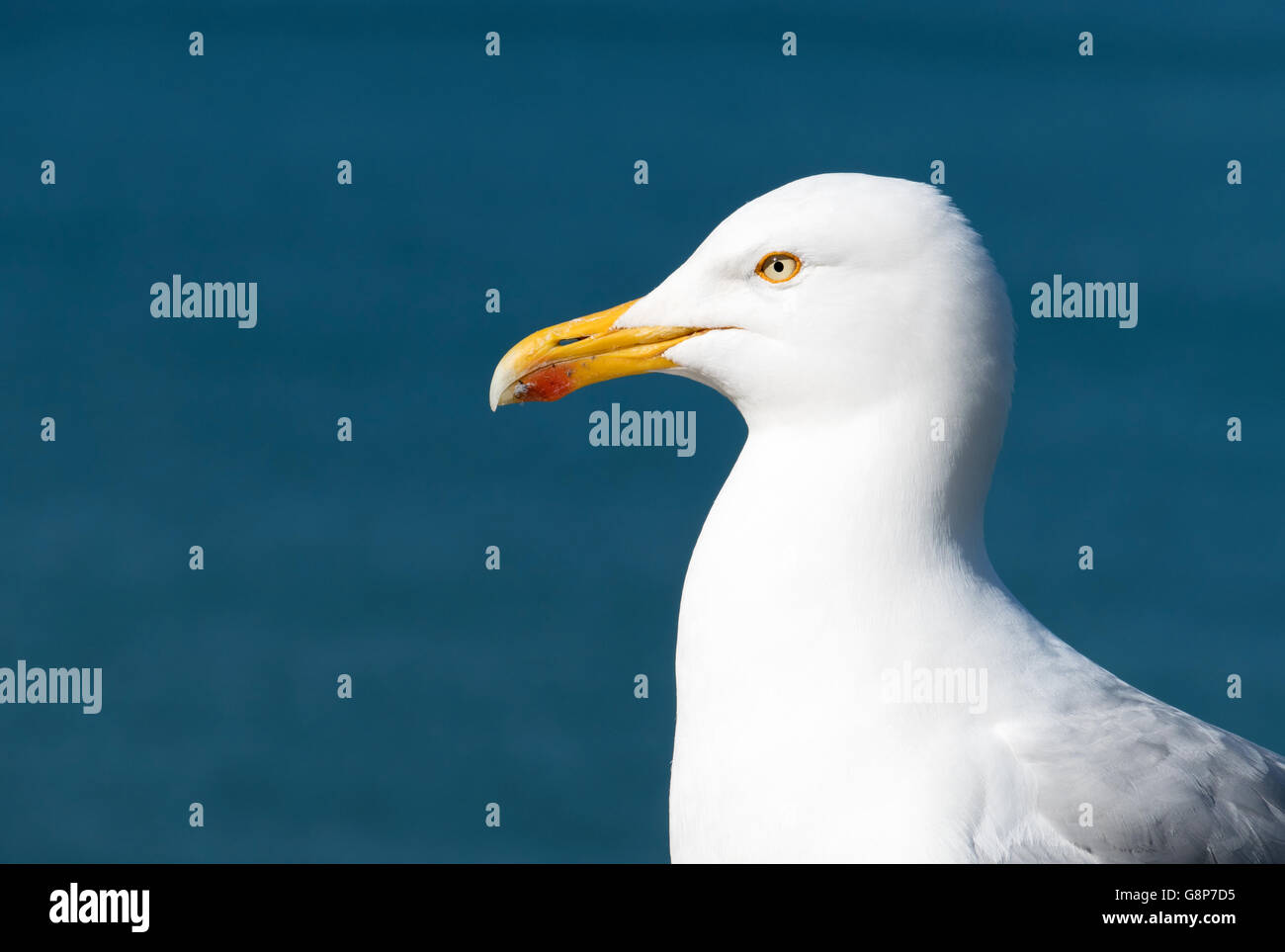Seagull bird close up con il blu del mare sullo sfondo. Foto Stock