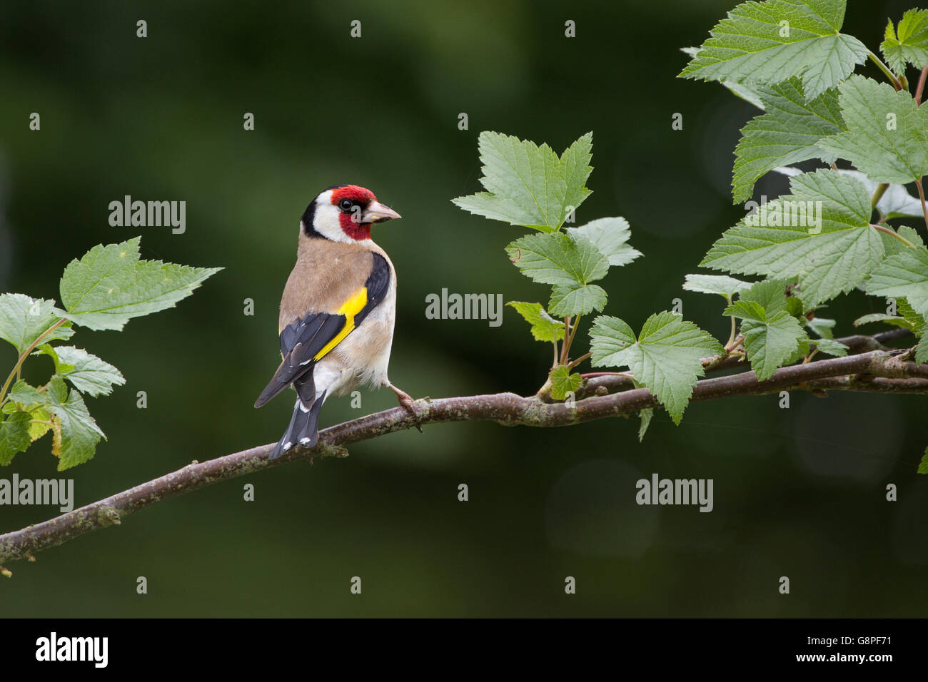Cardellino appollaiato su un ramo Foto Stock
