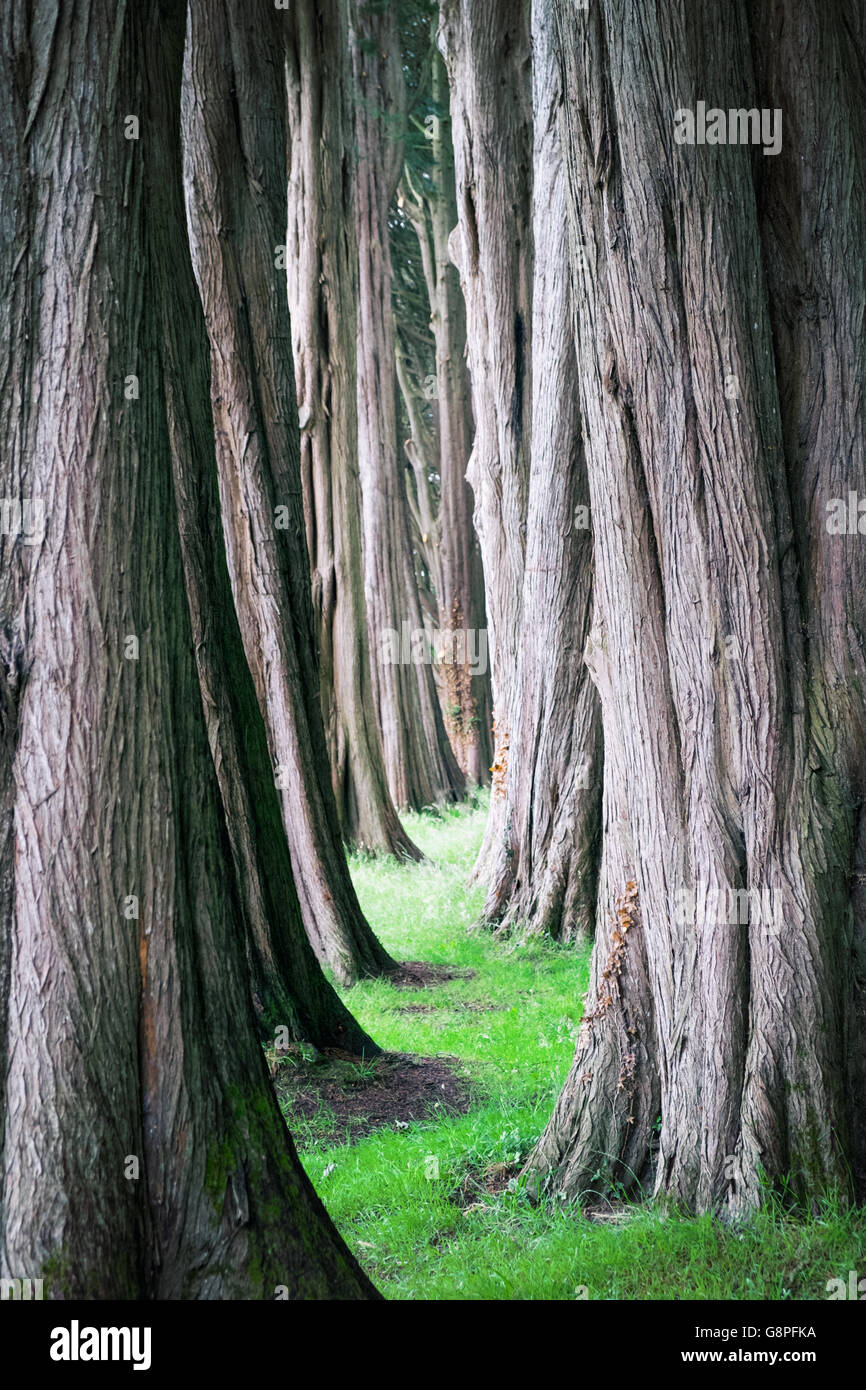 Foresta mistica, percorso tra gli alti alberi Foto Stock