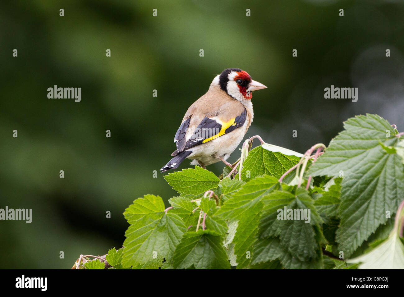 Cardellino appollaiato su una foglia Foto Stock