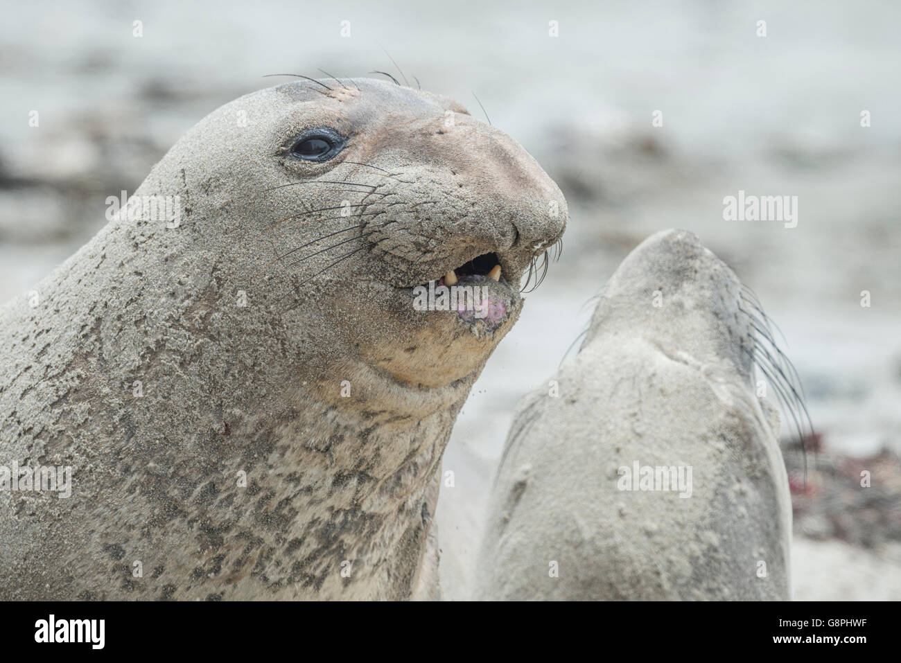 Northern guarnizione di elefante (Mirounga angustirostris) Foto Stock