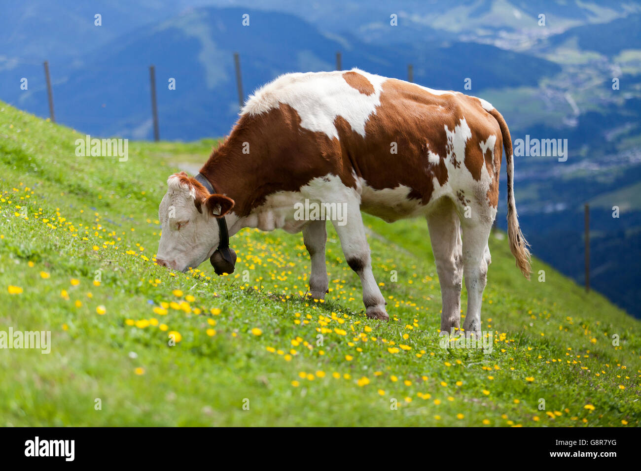 Marrone e bianco mucca in pascolo alpino sul Kitzbüheler Horn, vicino a Kitzbühel, nel Tirolo austriaco. La campana del bestiame è tradizionale Foto Stock