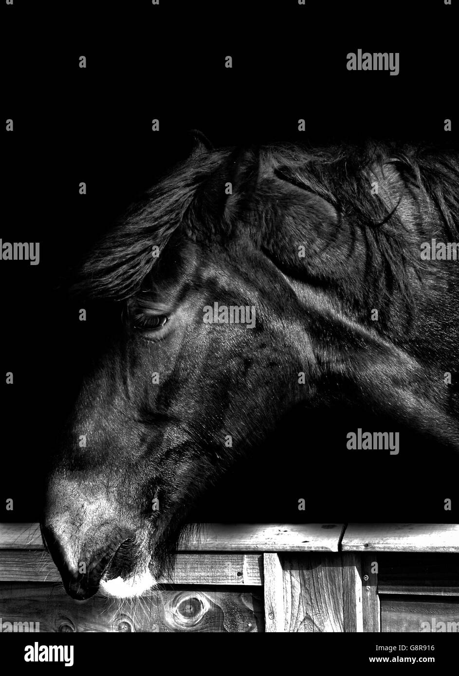 Ritratto di cavallo Foto Stock