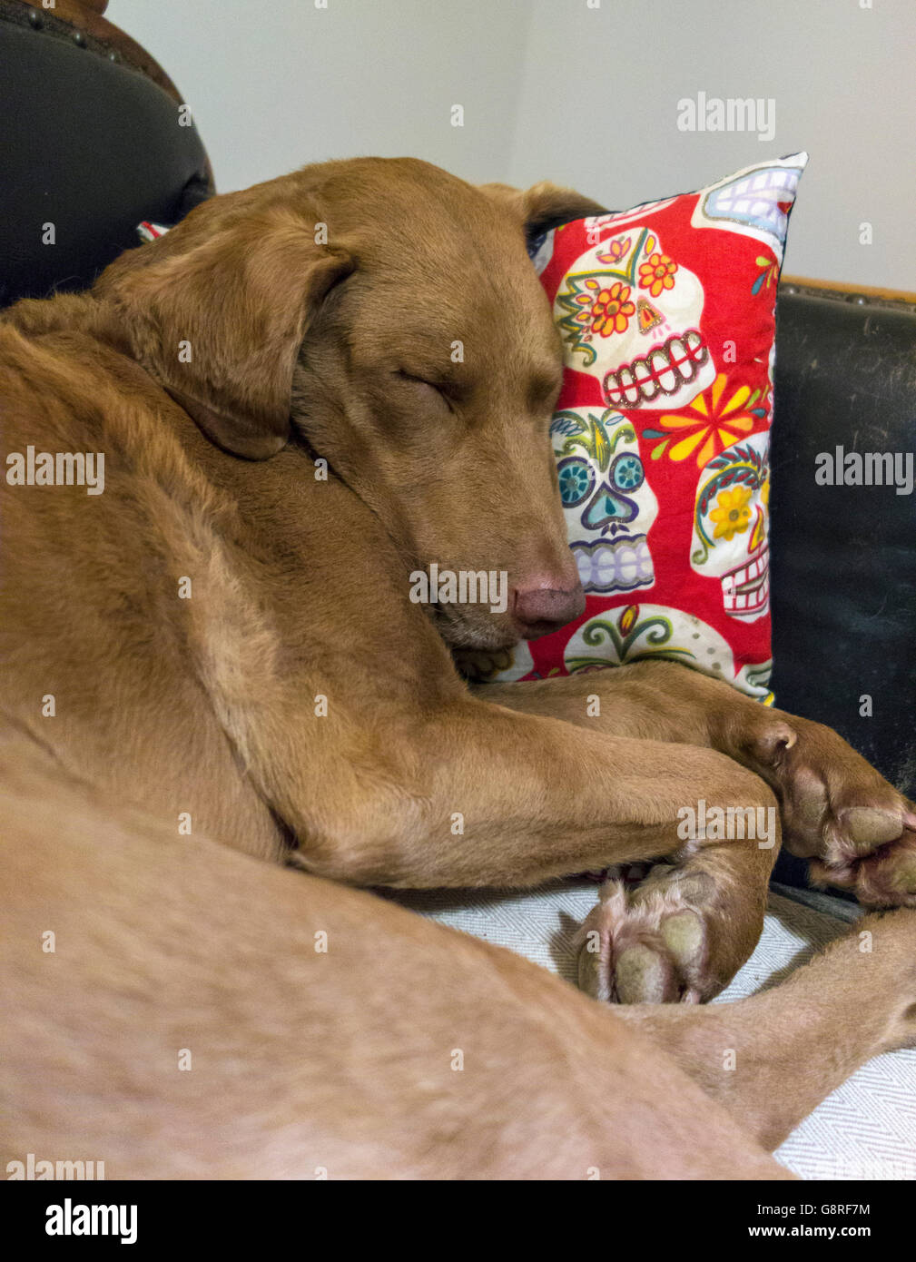 Il cane dorme sul divano con cuscino cranio Foto Stock