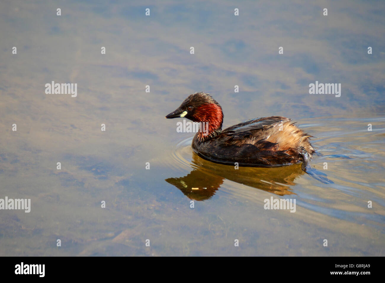 Tuffetto Tachybaptus ruficollis riproduttori adulti plamge nuoto Foto Stock