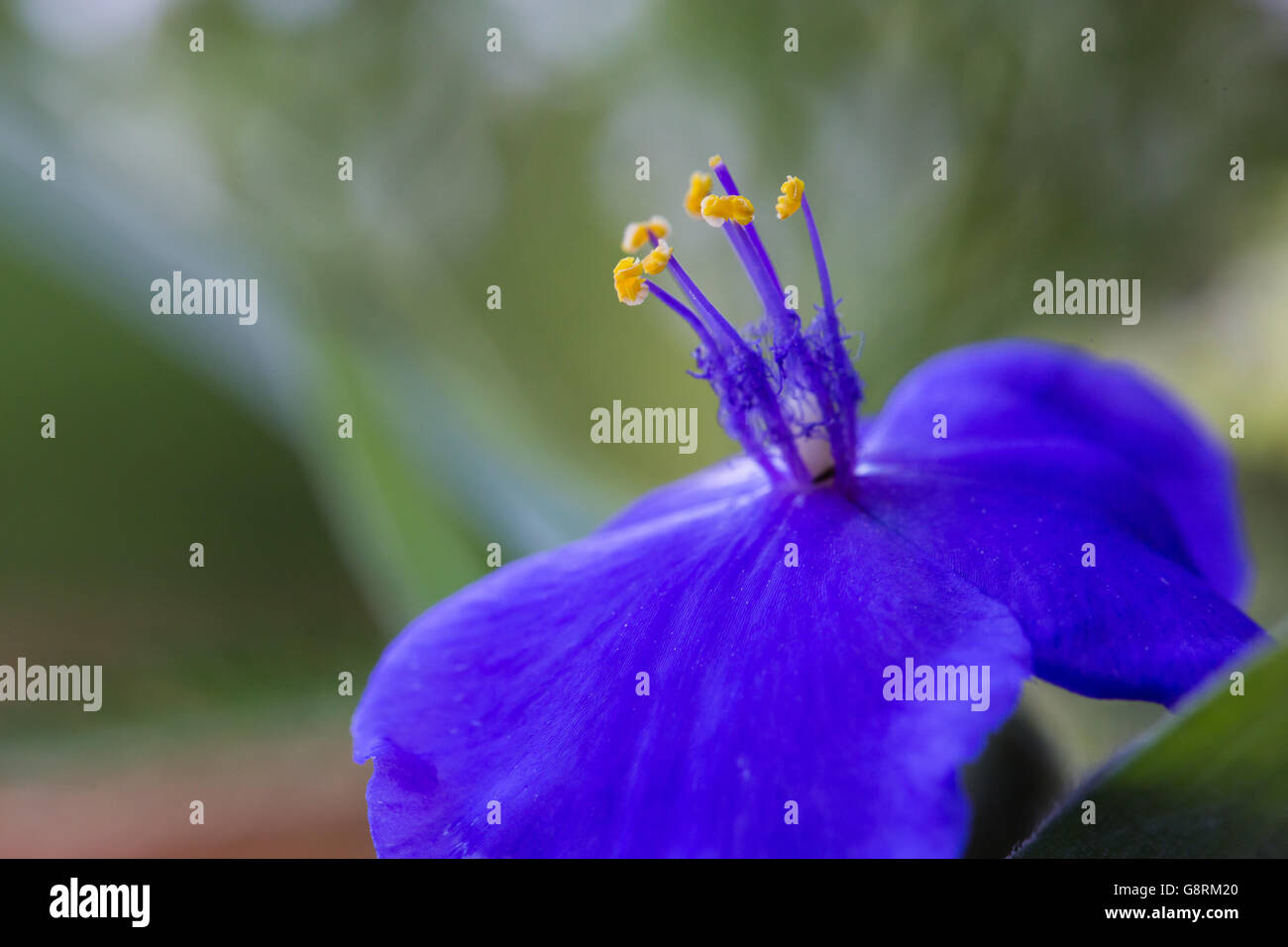 Blu fiore lilla closeup Foto Stock