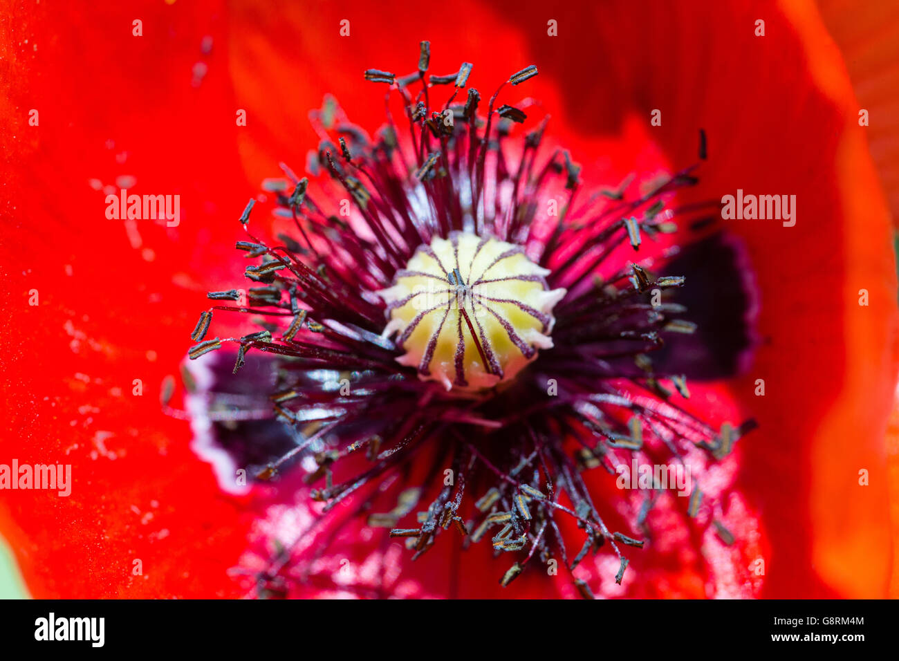 Fioritura di fiori di papavero Foto Stock